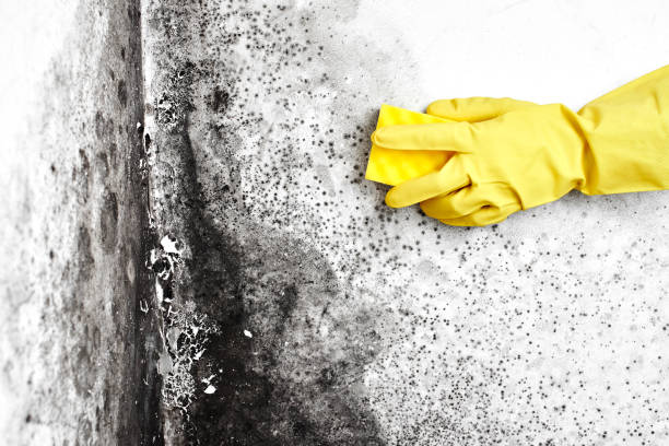 Best Bathroom Mold Remediation in Brent, FL
