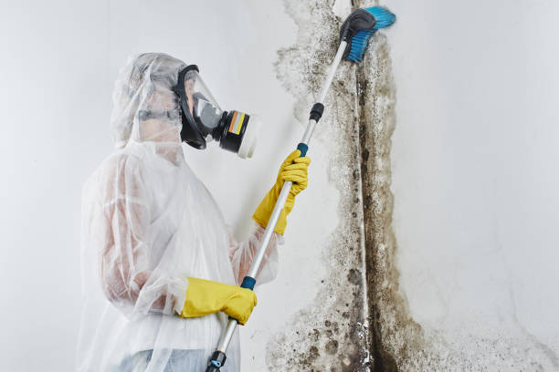 Best Basement Mold Remediation in Brent, FL
