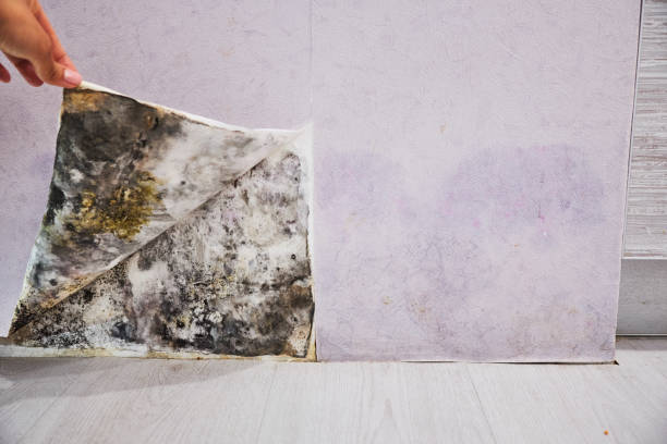 Best Residential Mold Remediation in Brent, FL